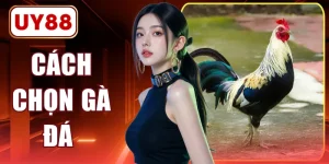 7 Cách Chọn Gà Đá Khỏe Theo Kinh Nghiệm Từ Dân Gian