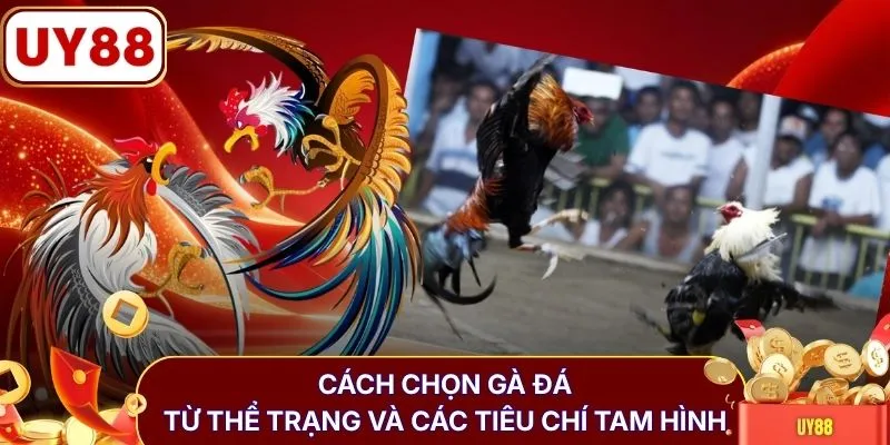 Cách chọn gà đá từ thể trạng và các tiêu chí tam hình