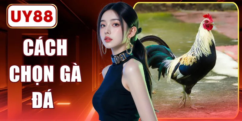 7 Cách Chọn Gà Đá Khỏe Theo Kinh Nghiệm Từ Dân Gian