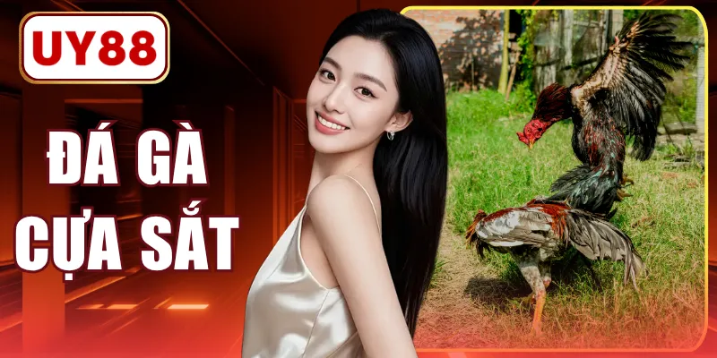 Đá Gà Cựa Sắt - Quy Trình Chuẩn 4 Bước Khi Theo Dõi